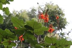 Erythrina arborescens